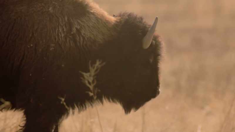 Then he picked out a lead buffalo