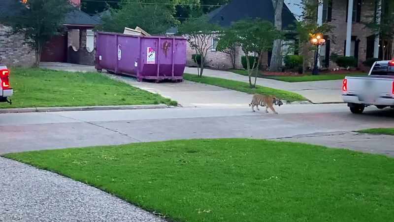 Then she recognizes one fearless neighbor