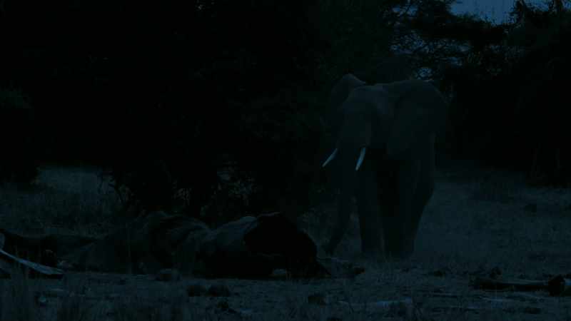 Then Tembo is confronted by his own mortality