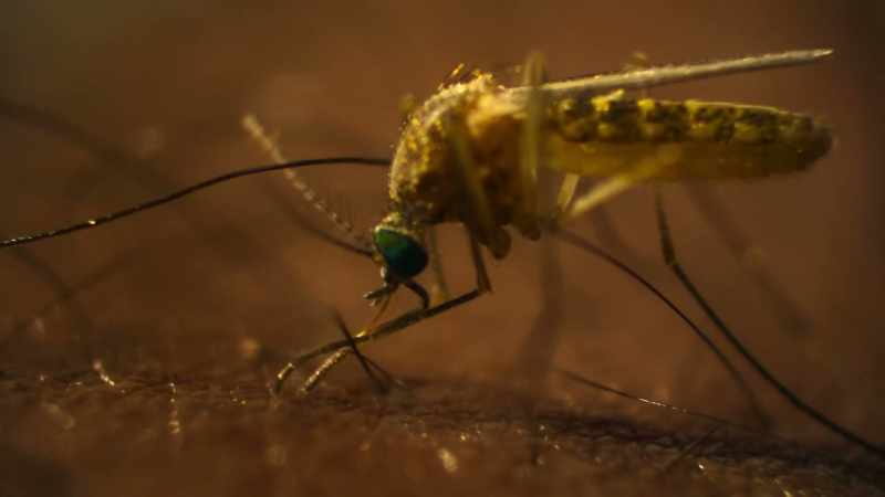 Then the mosquito deploys a highly sophisticated