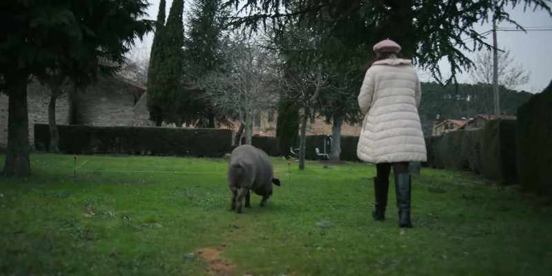 There is a certain connection between the pig and me