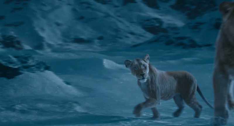 There is a civet in the snow