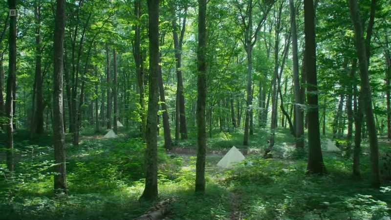 There is a cluster of monuments here in the forest, but they were put up