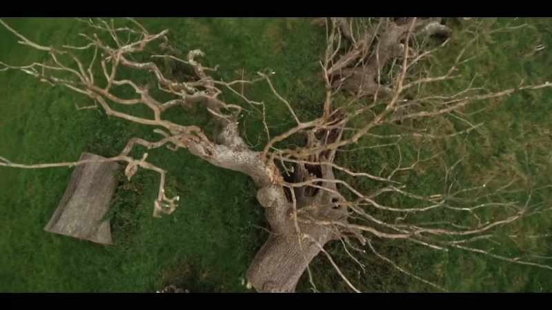 There is a legacy to processing a 200 year old oak tree