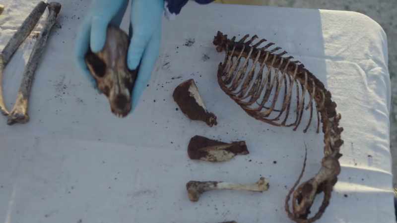 there was a skeleton of a dog