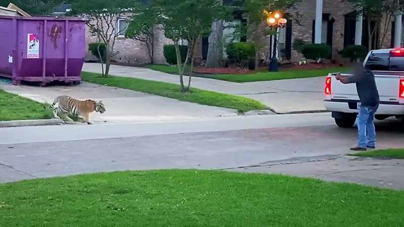 �There is a tiger