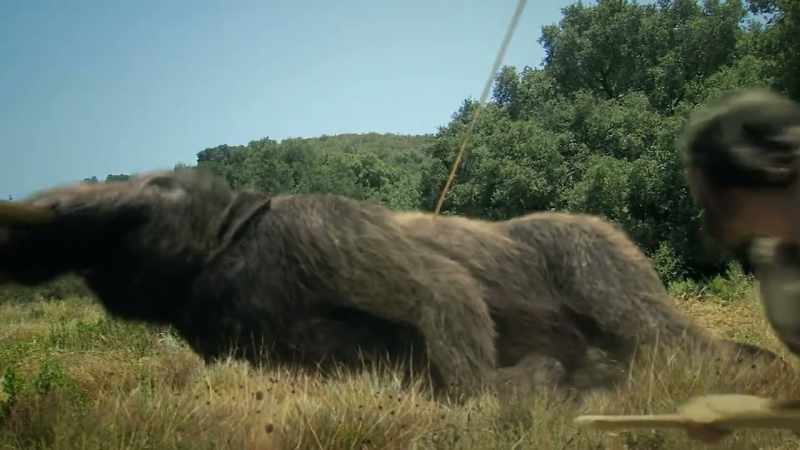 There is actually scientific basis for animals