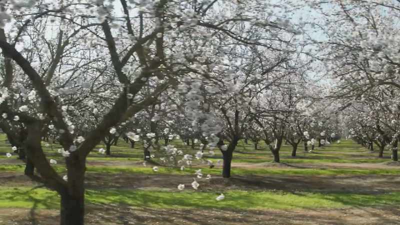 There are about 20,000 flowers on each tree