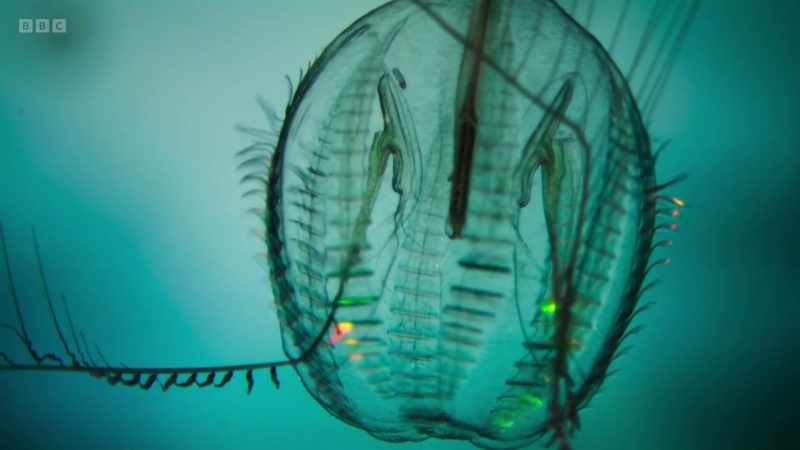 There are also sea gooseberries