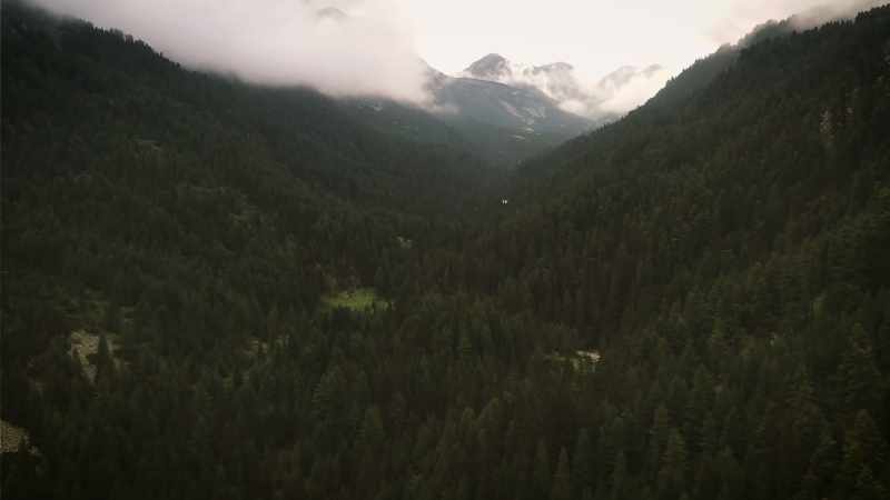 There are beings in the forest