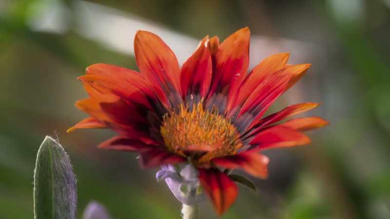 There are dark lines on the petals