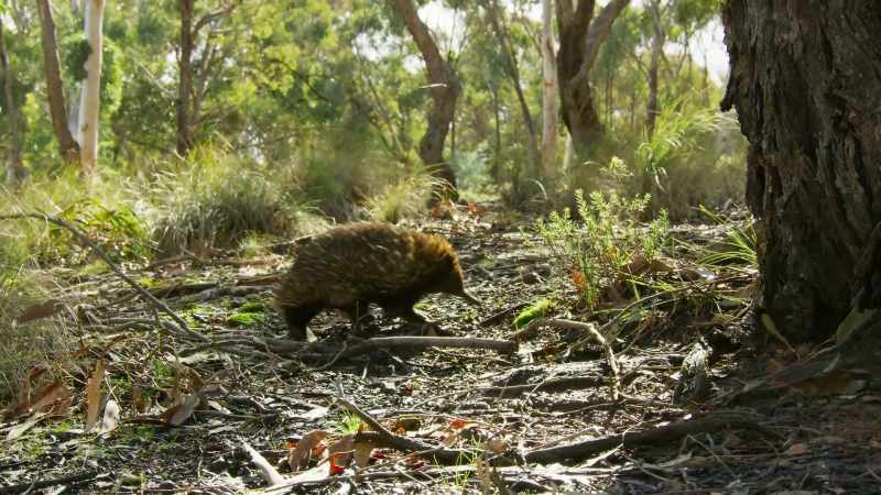 There are echidnas in these forests, too