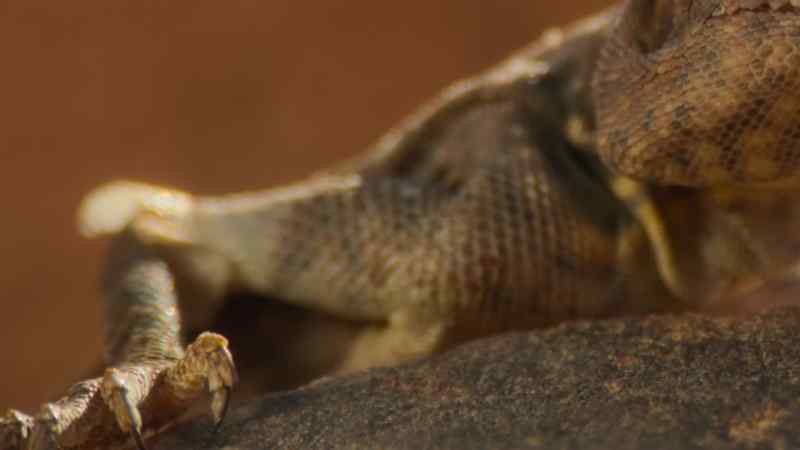 There are ferocious-looking reptiles here too