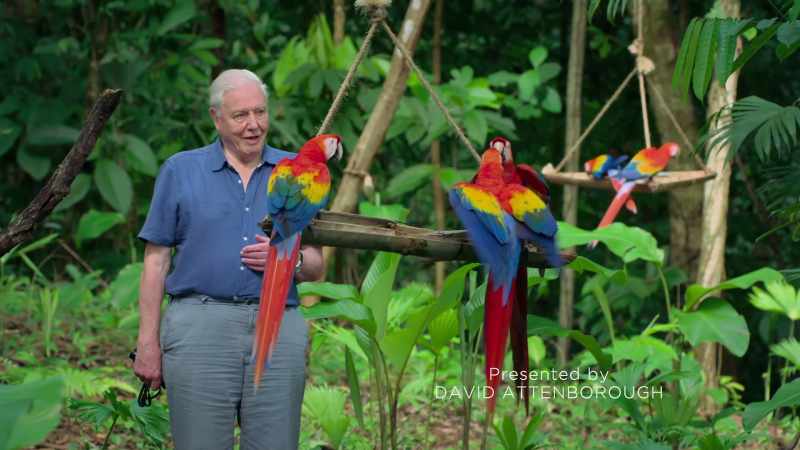 There are few animals more brilliantly coloured