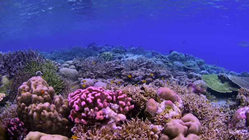 There are many different species of corals
