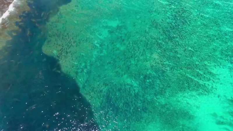 There are more species here than anywhere else on Earth