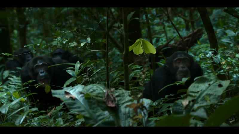 There are no friendly relations between chimp groups