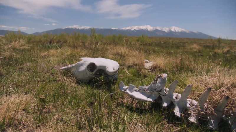 There are no more bison.