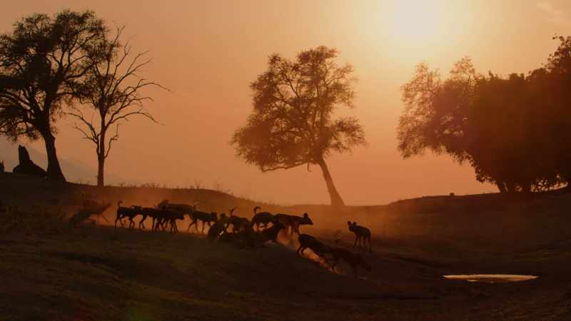 There are only 6,600 painted wolves left in the world