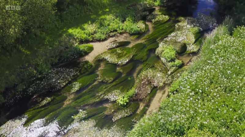 There are only about 200 chalk streams in the world