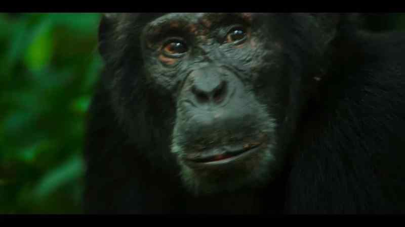 There are other chimps close by