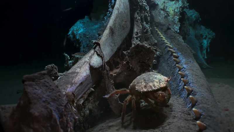 There are rock crabs here too