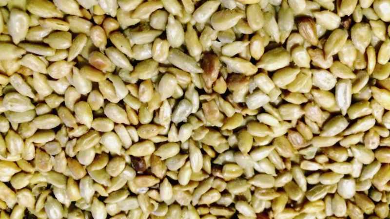 There are seeds that have oil in them