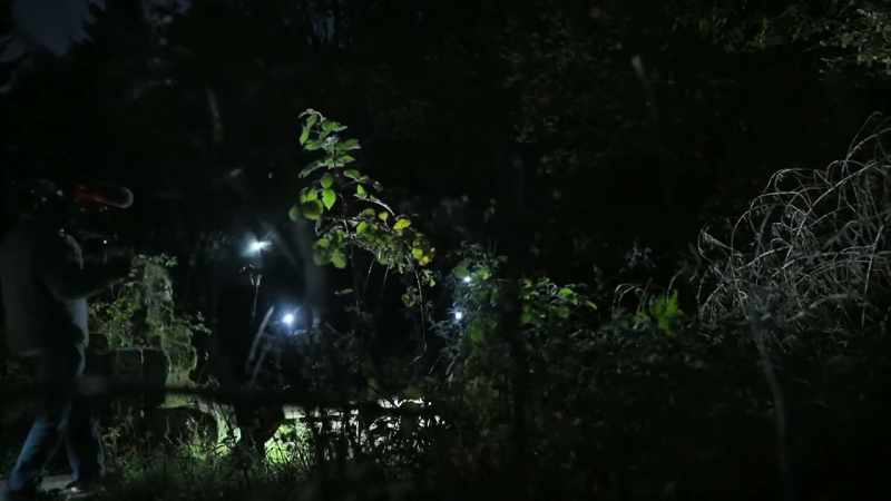 There could be anything hiding out there under the trees