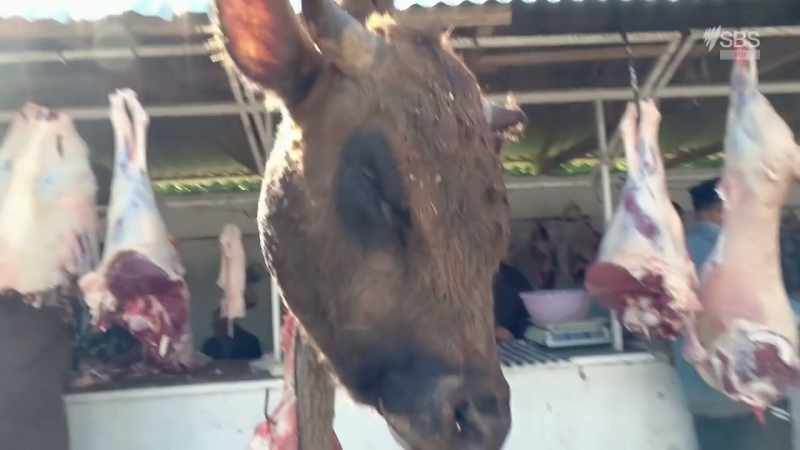 There you go - there's a cow's head dangling from a tree