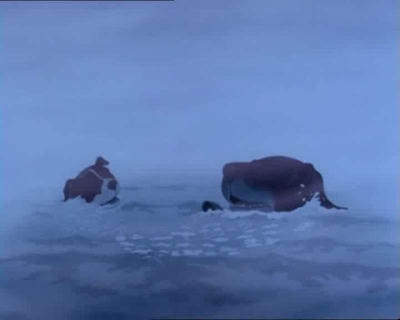 There isn't any island Rowf