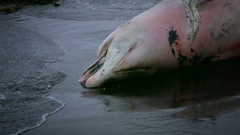 There is no known animal in this river