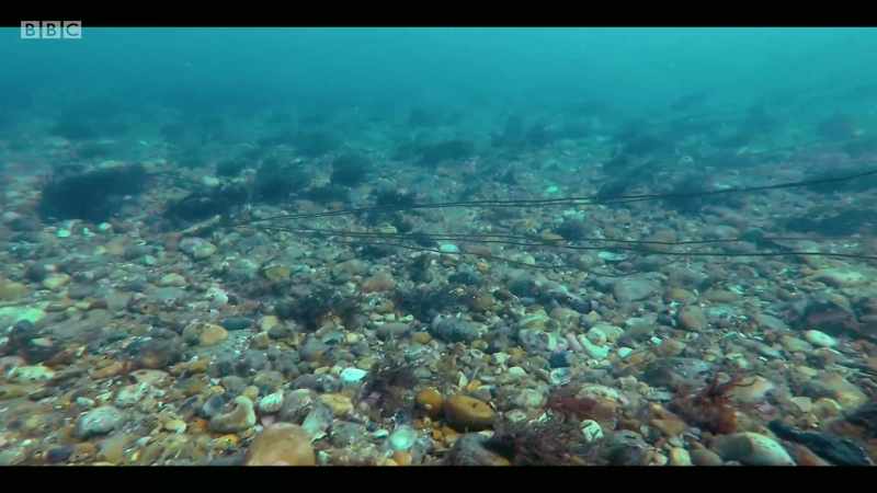 There is now about 5% of trawler cod fish left