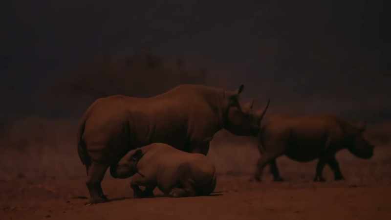 There were once around 8,000 here in Tsavo