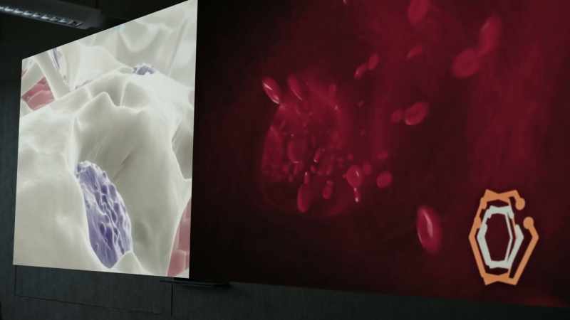 There, they regrow bone and generate extra blood