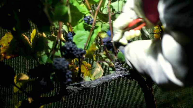 There is so much to making wine
