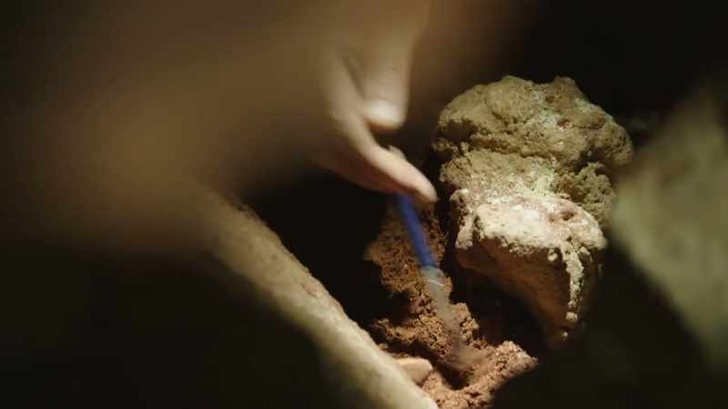 There is so much more bone, more species than we thought