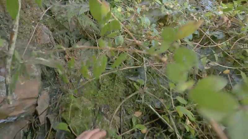 There was spots where it was just impenetrable thickets like this