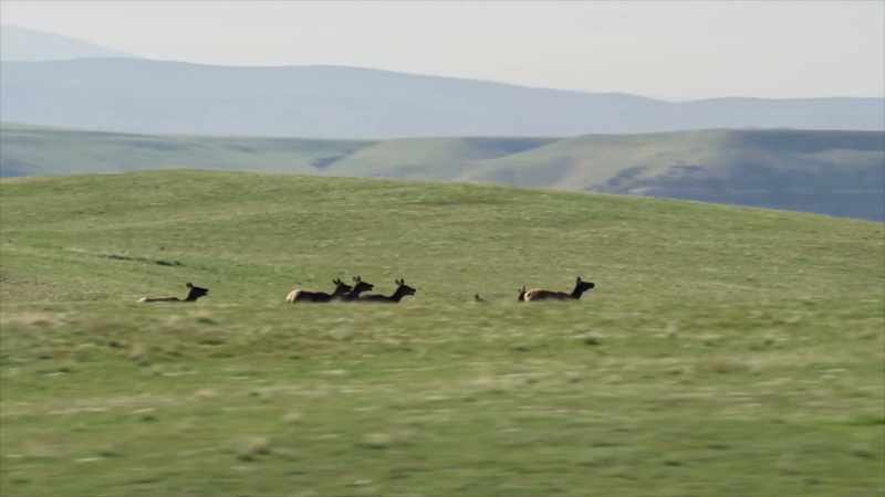 There they'll be met by fresh green grass