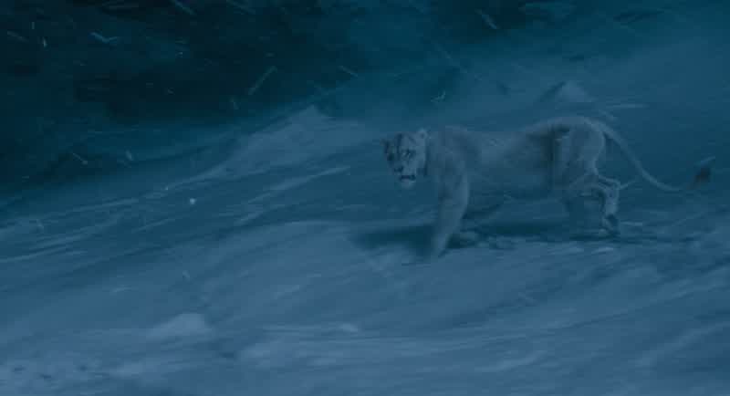 There wasn't much to eat on this mountainuntil nowTell me how did you cover your tracks in the snowA bird helped usLions getting help from a birdJust as I will help youYou will help usYou think we