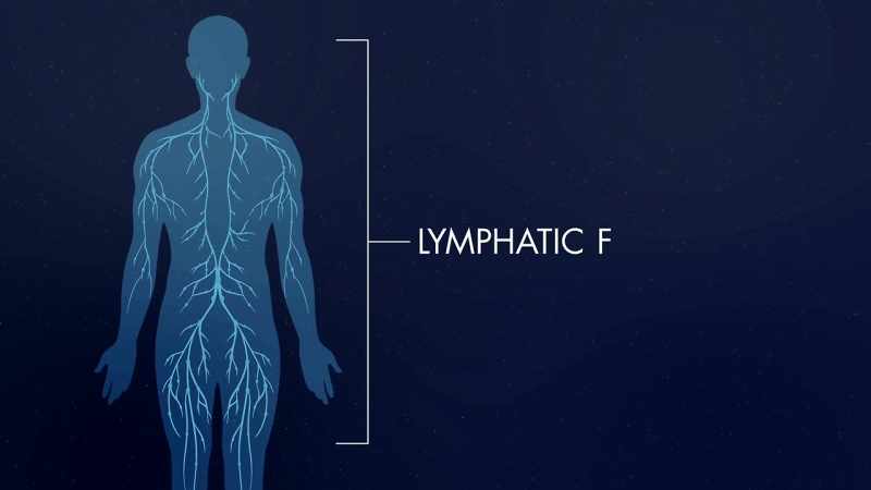 >> There's 600 different lymphatic filters in the main