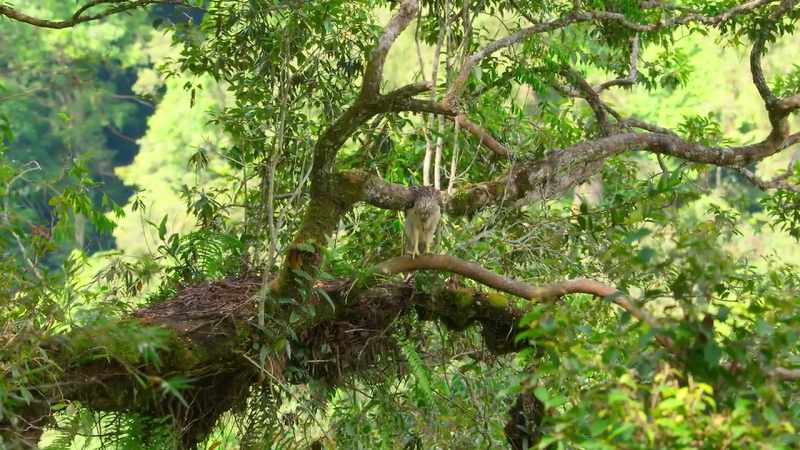 There's a 70-meter drop to the forest floor