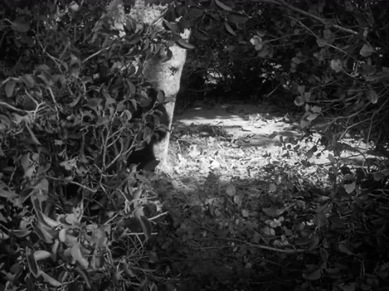 THERE'S A BEAR IN THERE!