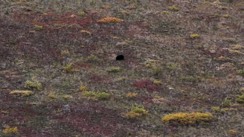 There's a bear out there