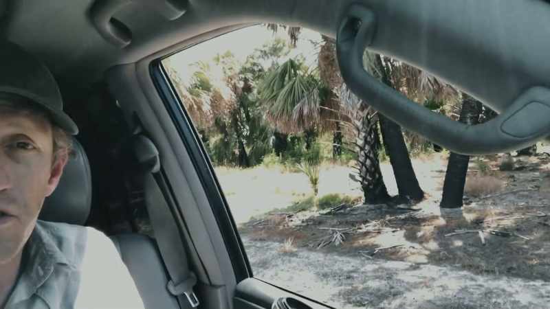 There's a Florida panther right under those trees