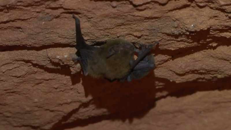 There's a little bat. A little cave berry
