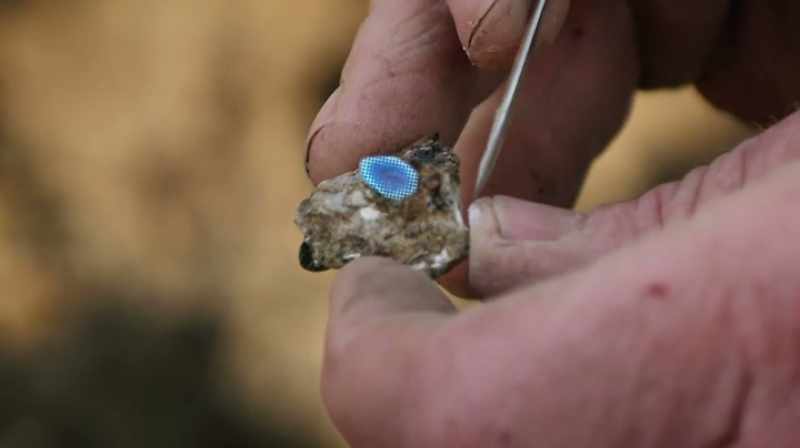 THERE'S A LITTLE LIZARD VERTEBRATE
