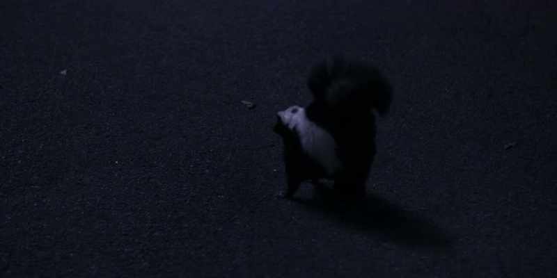 There's a skunk! Sam, watch out! - [Sam screaming]