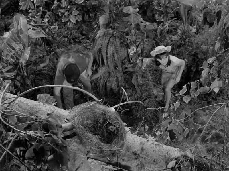 There's a tree with a nest, Skipper