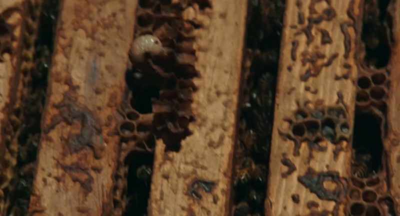 There's a Varroa mite on that drone larva
