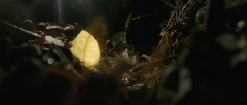 There's actually, for leaf-cutter ants, there's different castes